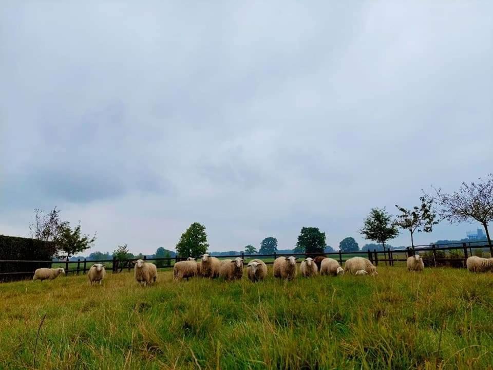 De Beredoezen - Sfeervolle Vakantiewoning In De Gezellige Kempen 里提 外观 照片